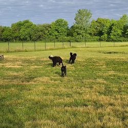 Clear Lake Dog Park