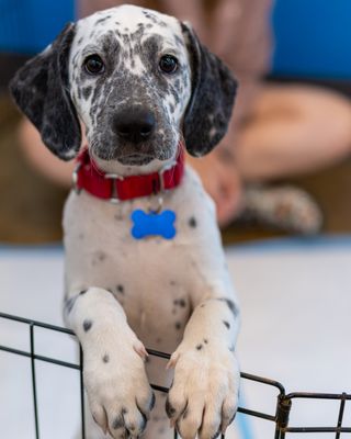 One Tail at a Time - PDX by null