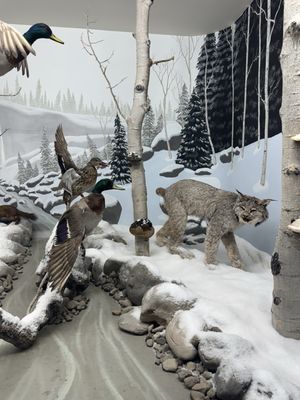 Bryce Wildlife Adventure by null