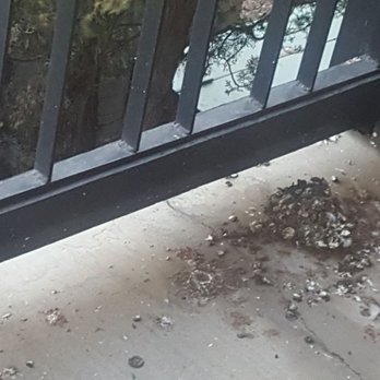 Riverhouse Lodge - Pigeon feces - Hotels Near Me - Bend, Oregon Riverhouse Lodge - Pigeon feces - Hotels Near Me - Bend, Oregon