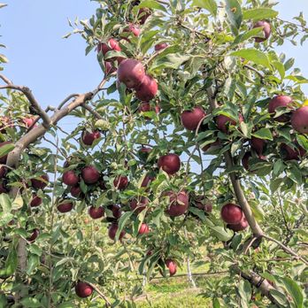 Valley Orchard - apples growing on a tree - Specialty Food Near Me - Cherry Valley, Illinois
