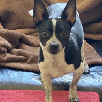 Blissful Pet Salon - Pepper - Pet Groomers Near Me - Prescott Valley, Arizona Blissful Pet Salon - Pepper - Pet Groomers Near Me - Prescott Valley, Arizona