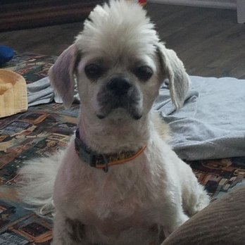 Bizcuts Grooming - After grooming - Pet Groomers Near Me