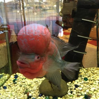 Oriental Garden - The cool fish - Chinese Near Me - Campbell, California