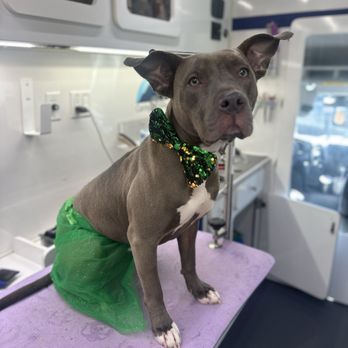 Caring 4 Paws - Pet Groomers Near Me