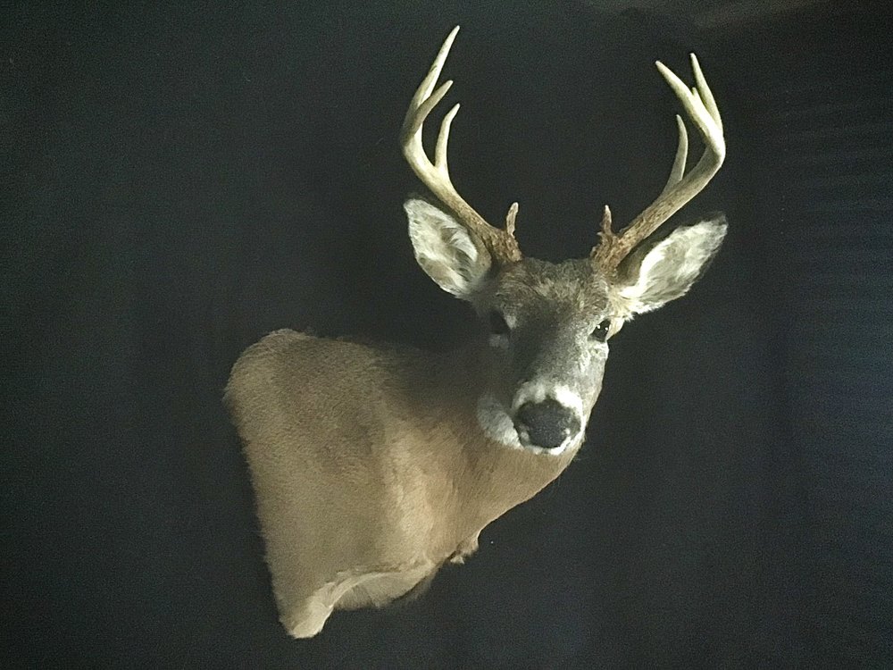 Trainer Taxidermy - taxidermy in Malvern, PA