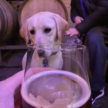 Mother's Brewing Company - A dog and a beer. What's not to love?!?! - Breweries Near Me - Springfield, Missouri Mother's Brewing Company - A dog and a beer. What's not to love?!?! - Breweries Near Me - Springfield, Missouri