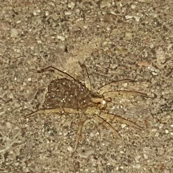Shield Pest and Weed Control - Pest Control Near Me Shield Pest and Weed Control - Pest Control Near Me