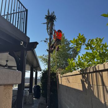 Symmetric Arbor - Italian cypress removal. - Tree Services Near Me Symmetric Arbor - Italian cypress removal. - Tree Services Near Me