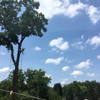 Four Brothers Tree - Tree Services Near Me - Bensalem, Pennsylvania
