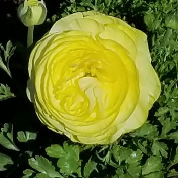 The Flower Fields - Venues & Event Spaces Near Me - Carlsbad, California The Flower Fields - Venues & Event Spaces Near Me - Carlsbad, California