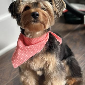 Camila’s Pet Grooming - Pet Groomers Near Me - Massapequa, New York Camila’s Pet Grooming - Pet Groomers Near Me - Massapequa, New York