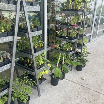 Home Grown - Plants, trees and herbs. - Ranches Near Me - Dripping Springs, Texas