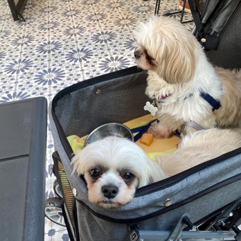 Carnegie Diner & Cafe - dogs in outside dining area - Breakfast & Brunch Near Me - Secaucus, New Jersey