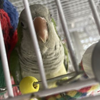 Brenda's Birds - Photo of kiwi - Pet Groomers Near Me - Delray Beach, Florida Brenda's Birds - Photo of kiwi - Pet Groomers Near Me - Delray Beach, Florida
