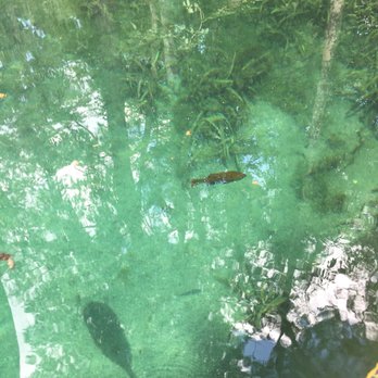 Silver Springs Kayaking - Rafting/Kayaking Near Me - Silver Springs, Florida Silver Springs Kayaking - Rafting/Kayaking Near Me - Silver Springs, Florida