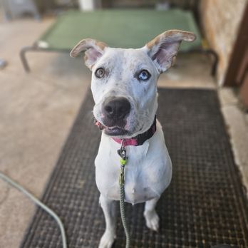 Texas Tails Boarding/Training - Dog Walkers Near Me