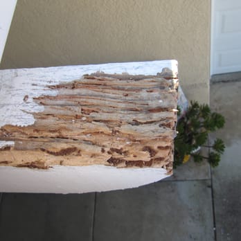 CA Luce Termite Control - termites about to meet Vikane gas - Pest Control Near Me - Escondido, California