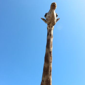 B Bryan Preserve - Isn't he majestic?! - Tours Near Me - Point Arena, California