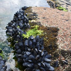 Honeymoon Bay - Mussels