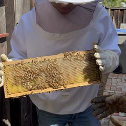 PurrFect Honey