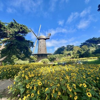 Golden Gate Park - Sunflowers - Parks Near Me - San Francisco, California Golden Gate Park - Sunflowers - Parks Near Me - San Francisco, California