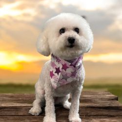 Oh My Dog Pet Grooming