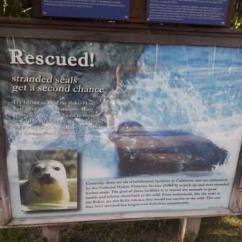 Bahia Resort Hotel - Rescue seal pond on site for the kids! - San Diego, CA