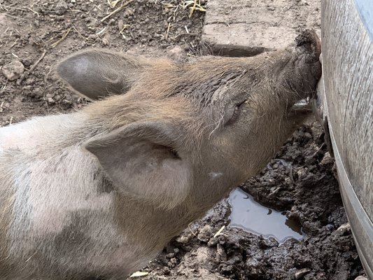 Rock Ledge Ranch Historic Site by null