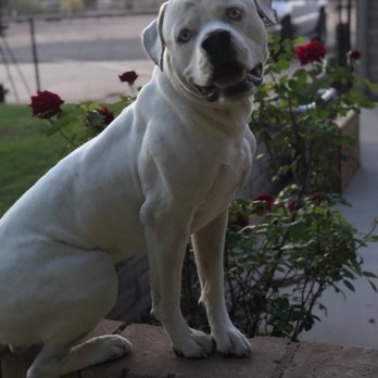 Clover Canine - Pet Training Near Me - Phoenix, Arizona