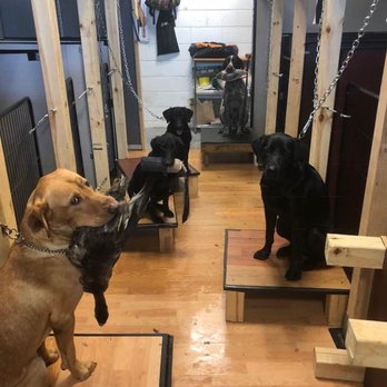 Herman's Hangout - Retrievers working their hold and place! - Pet Training Near Me - Fort Atkinson, Wisconsin