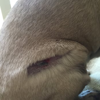 PetSmart Dog Training - Wounds from our pug's attack from a large dog while she was boarded at the PetsHotel - Pet Stores Near Me - Tustin, California
