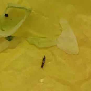 McDonald's - Ordered a McChicken+Fries, but got McChicken+Fries+BUG!!!! - Burgers Near Me - Vallejo, California