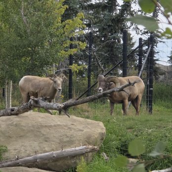 Wilder Institute Calgary Zoo - Zoos Near Me - Calgary, Alberta Wilder Institute Calgary Zoo - Zoos Near Me - Calgary, Alberta