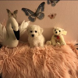 California Bichons - Snowball posing with one of her favorite teddy bears. She also loves barking at the swan. Lol.