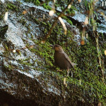 Cherry Creek Falls Trail - Bird Living by Cherry Creek Falls. - Hiking Near Me - Duvall, Washington