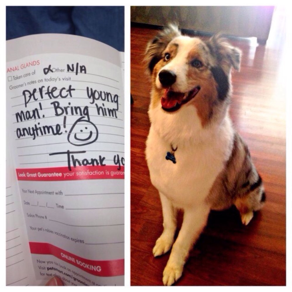 PetSmart - Pet Training Near Me - Orlando, Florida PetSmart - Pet Training Near Me - Orlando, Florida