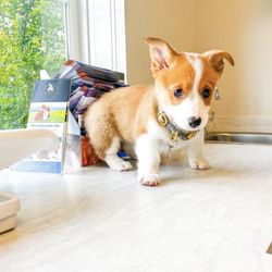 Northridge Veterinary Center - First Vet Visit
