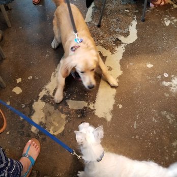 Begyle Brewing - Play doggies, play! - Breweries Near Me - Chicago, Illinois Begyle Brewing - Play doggies, play! - Breweries Near Me - Chicago, Illinois