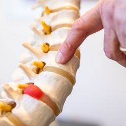 Chiropractic Health Alternatives - The spinal cord is surrounded by the ring of bone of the vertebra.  Nerves exit between the bones.  Misaligned bones can impact the nerves.