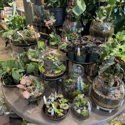 Anthropologie