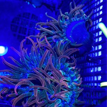 Aquatropics - Rainbow BTA - Local Fish Stores Near Me - Gainesville, Florida
