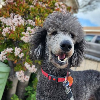 Bark Buddy Pet Sitting - Pet Sitting Near Me