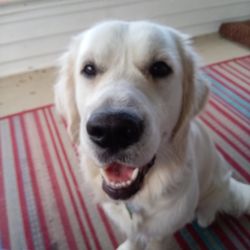 Lakeridge Animal Hospital - Dis iz me befor dey cutted off mi privites.