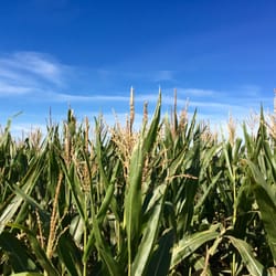 Shryocks Callaway Farms - Get lost in the corn!