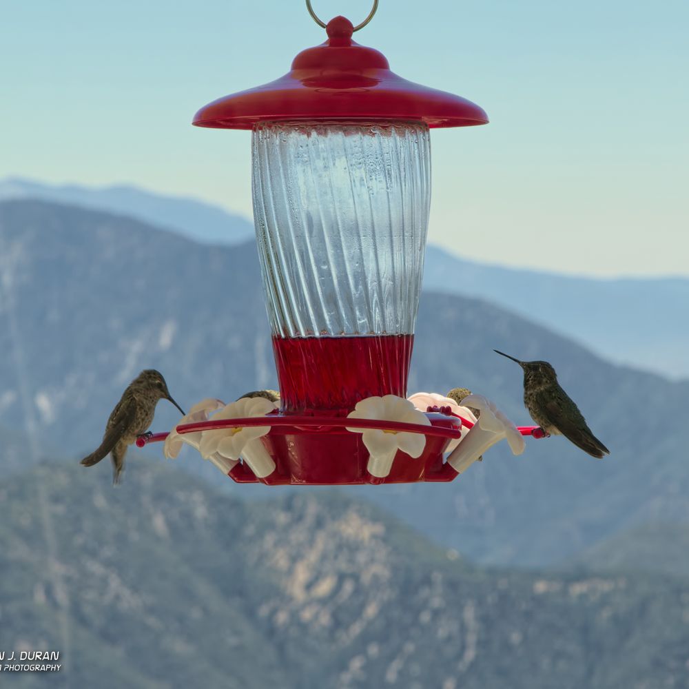 Hummingbird Feeder at lookout Hummingbird Feeder at lookout