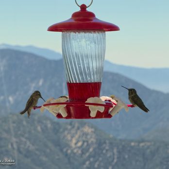 Keller Peak - Hummingbird Feeder at lookout - Hiking Near Me - Big Bear, California