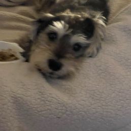 Harry king Schnauzer. Harry king Schnauzer.