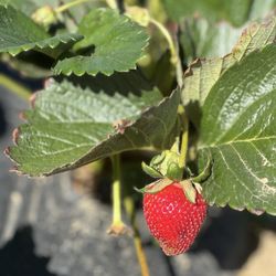 Pacific Star Gardens - Strawberry