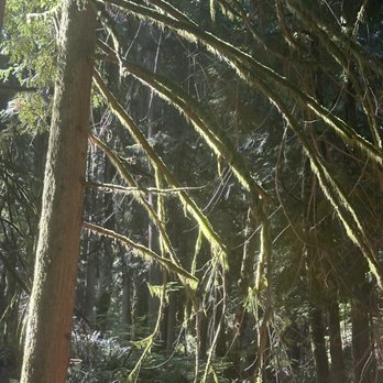Central Park - Moss - Parks Near Me - Issaquah, Washington